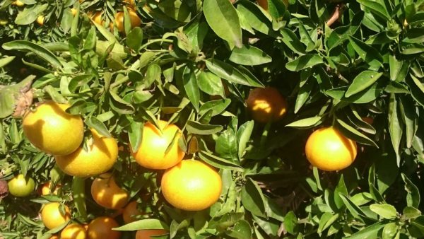 Clementines (per 5kg) - Imagen 2