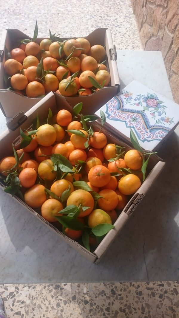 28 Kg Clementines ( 30 kg out of Spain)