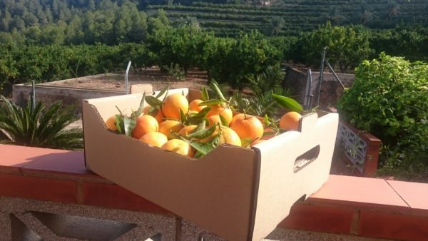Clementines (per 5kg)