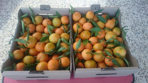 Clementines (per 5kg) - Imagen 4