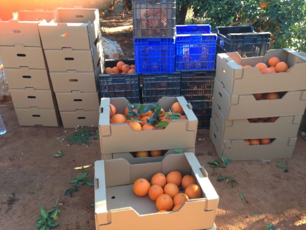 28 kg Naranjas (30 kg fuera de España) - Imagen 3