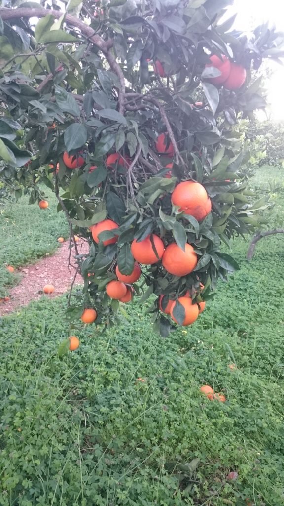 Naranjas