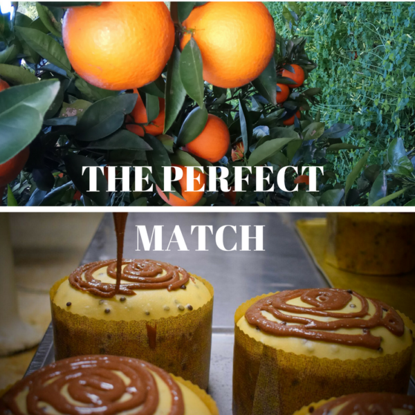 Clementinas & Panettone - Imagen 2